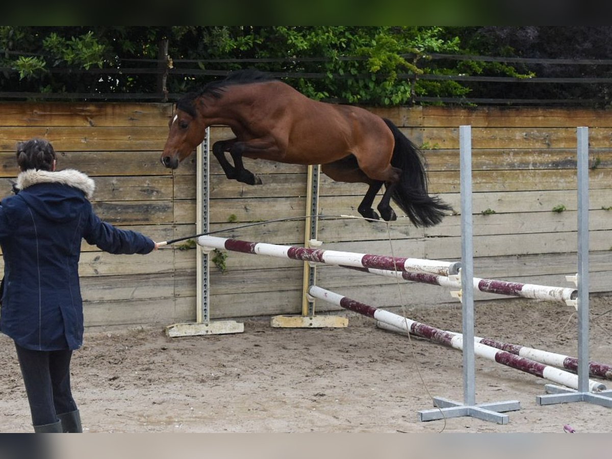 Welsh-PB Hengst 3 Jahre 134 cm Brauner in Cleguerec