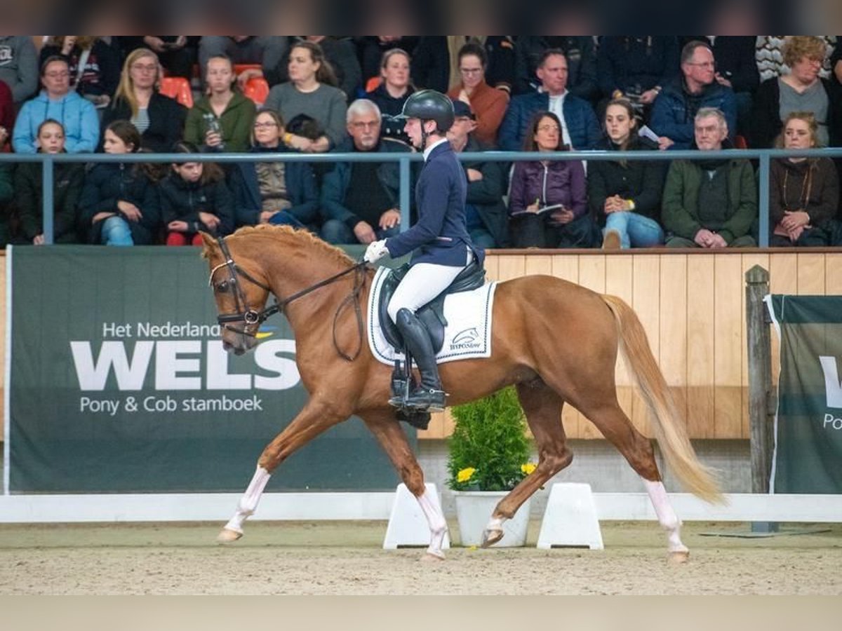 Welsh-PB Hengst 4 Jahre 150 cm Fuchs in Tata