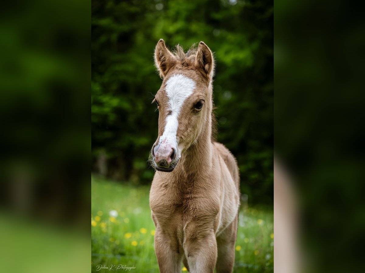 Welsh-PB Hengst  145 cm Hellbrauner in Montreuil-Bonnin