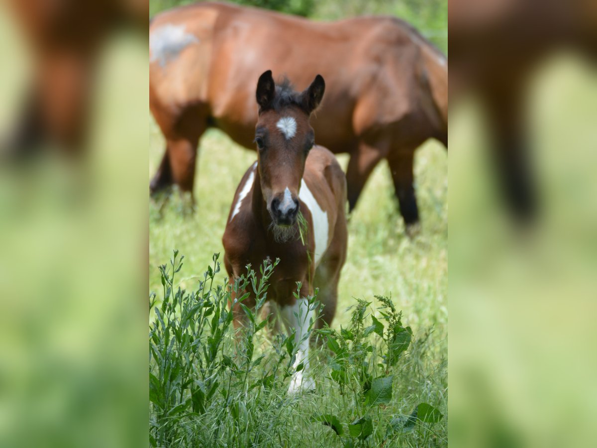 Welsh-PB Hengst  Tobiano-alle-Farben in Marsannay-le-Bois