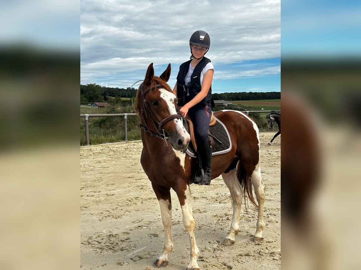 Welsh-PB Hongre 3 Ans 156 cm in rouffange