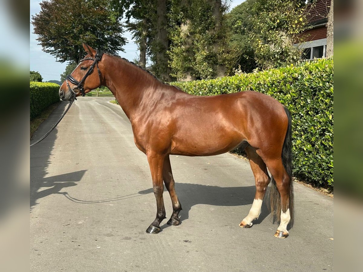 Welsh-PB Hongre 4 Ans 154 cm Bai in Vechta