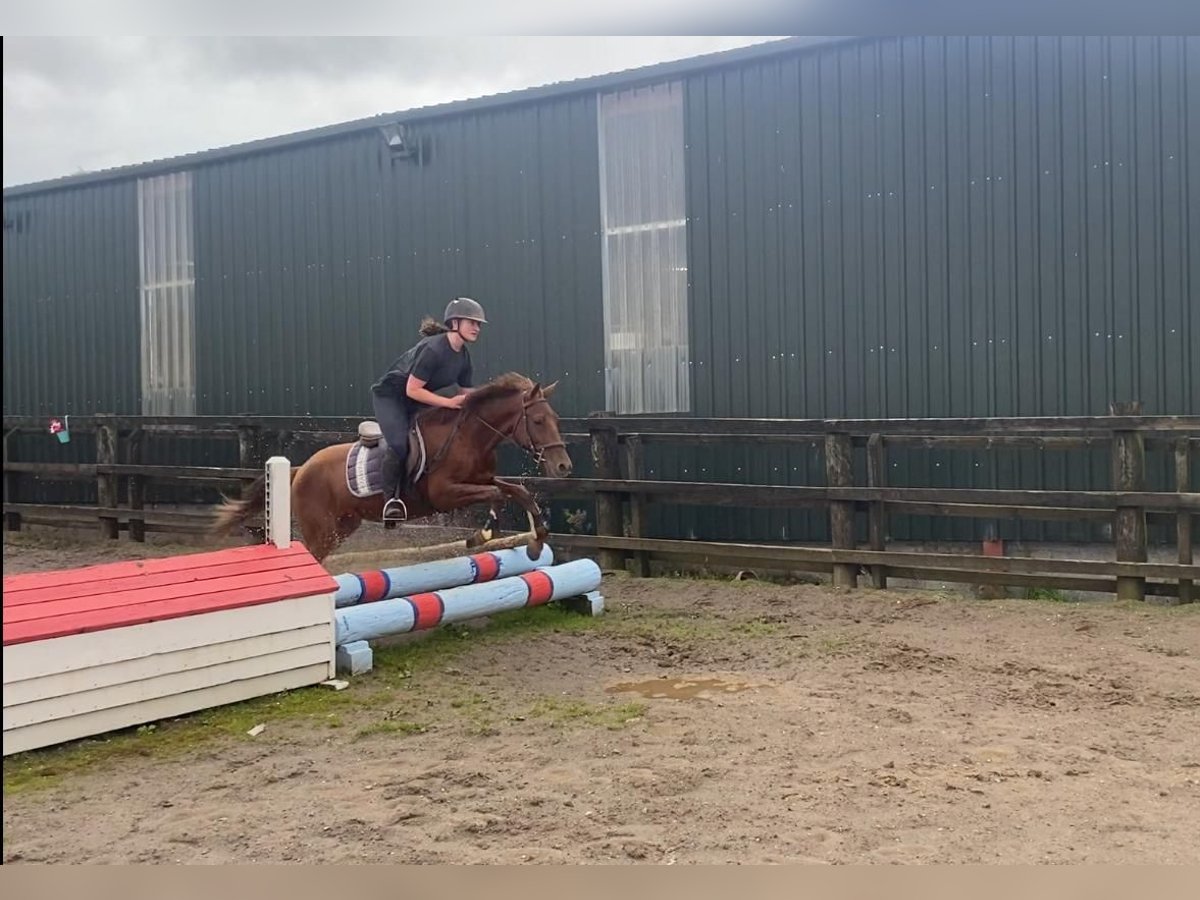 Welsh-PB Hongre 6 Ans 146 cm Alezan brûlé in Sligo