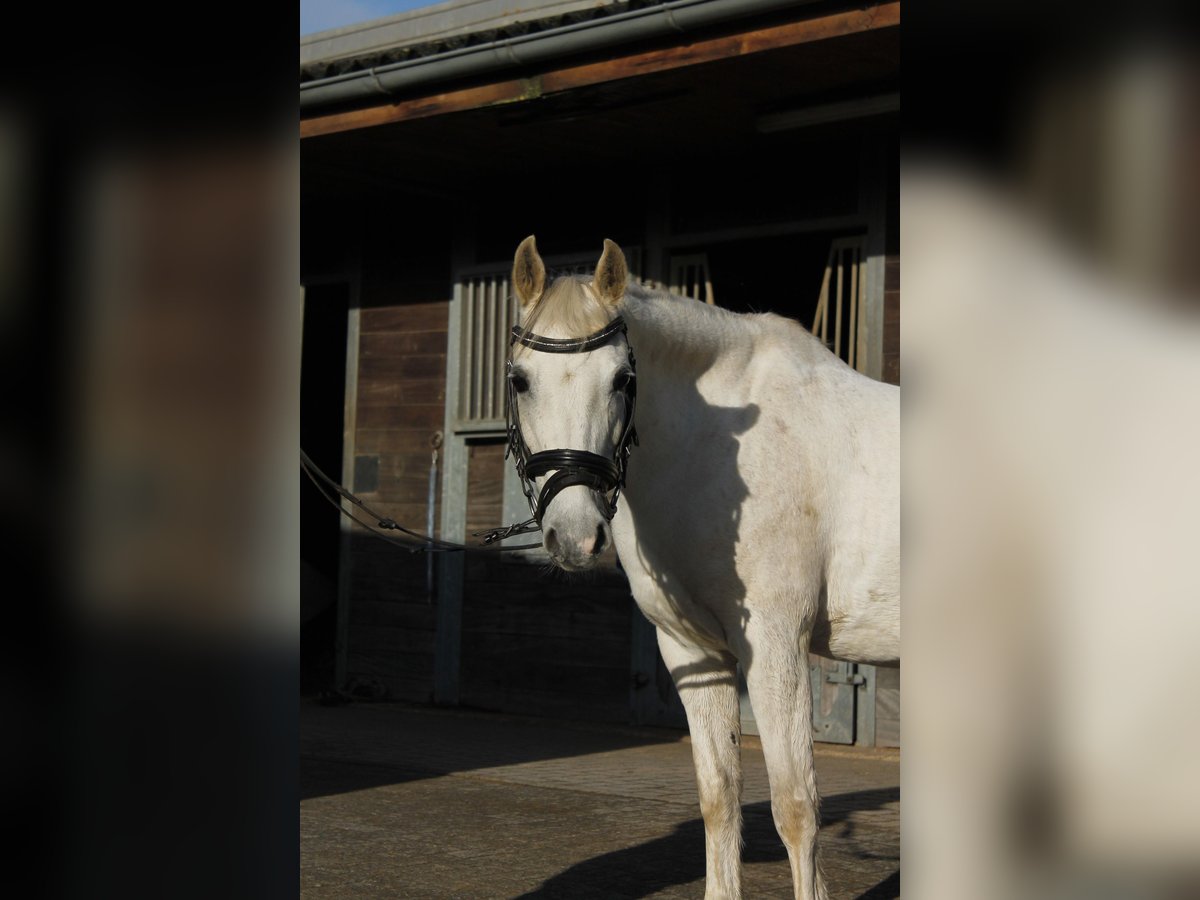 Welsh-PB Jument 15 Ans 130 cm Gris in Mettmann