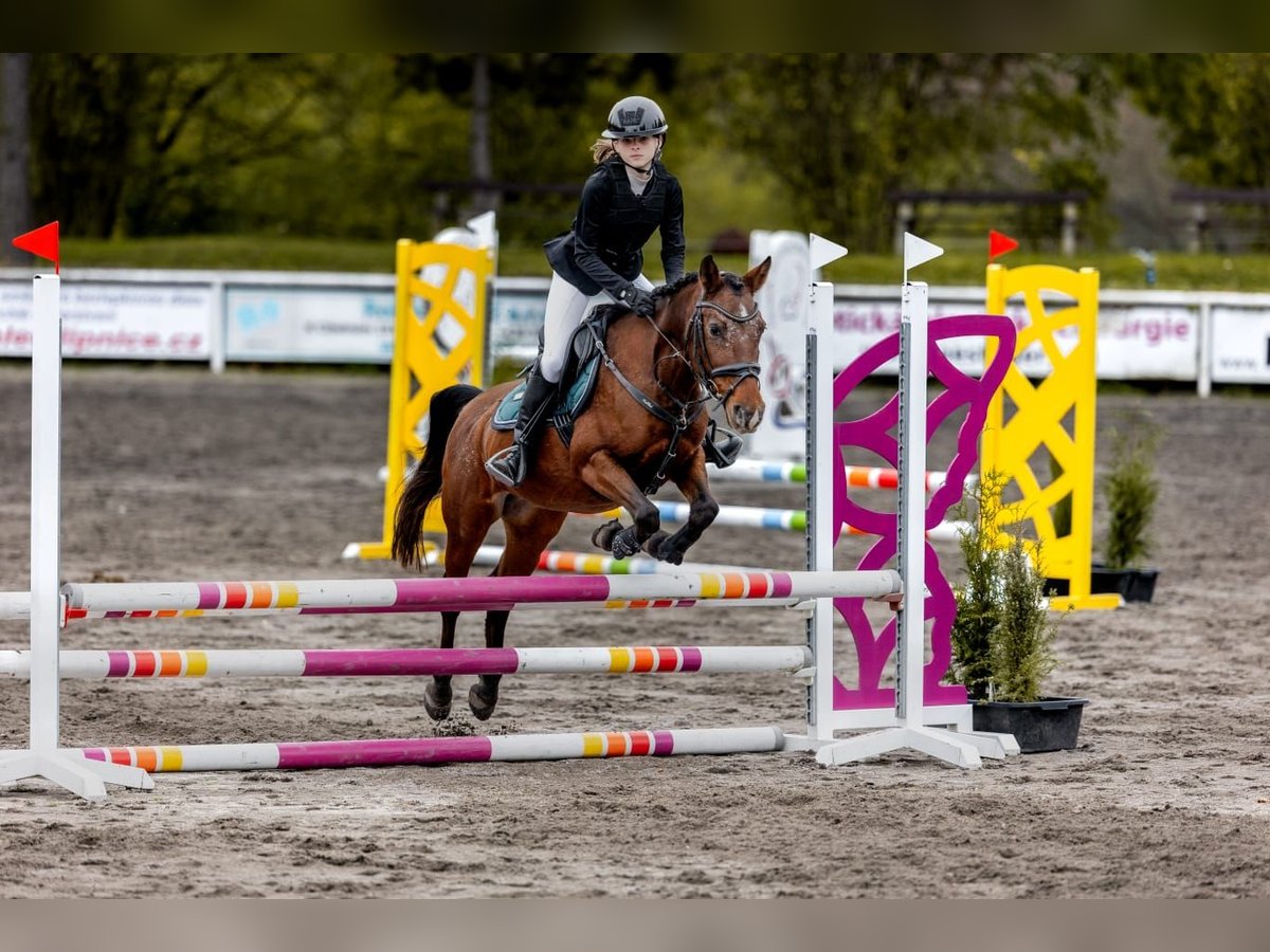 Welsh-PB Jument 15 Ans 138 cm Bai cerise in Pilsen