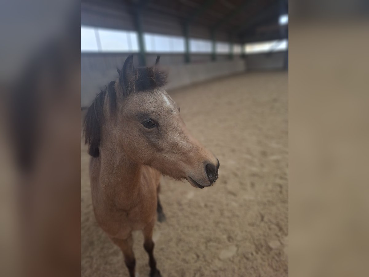 Welsh-PB Jument 2 Ans 125 cm Buckskin in Ranshofen