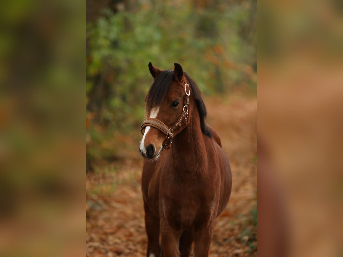 Welsh-PB Jument 3 Ans 125 cm Bai in Aalten