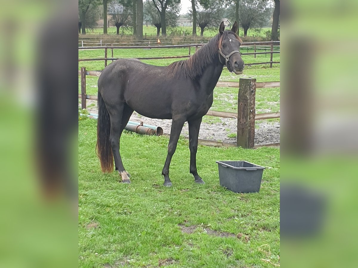 Welsh-PB Jument 3 Ans 146 cm Noir in Sint Hubert