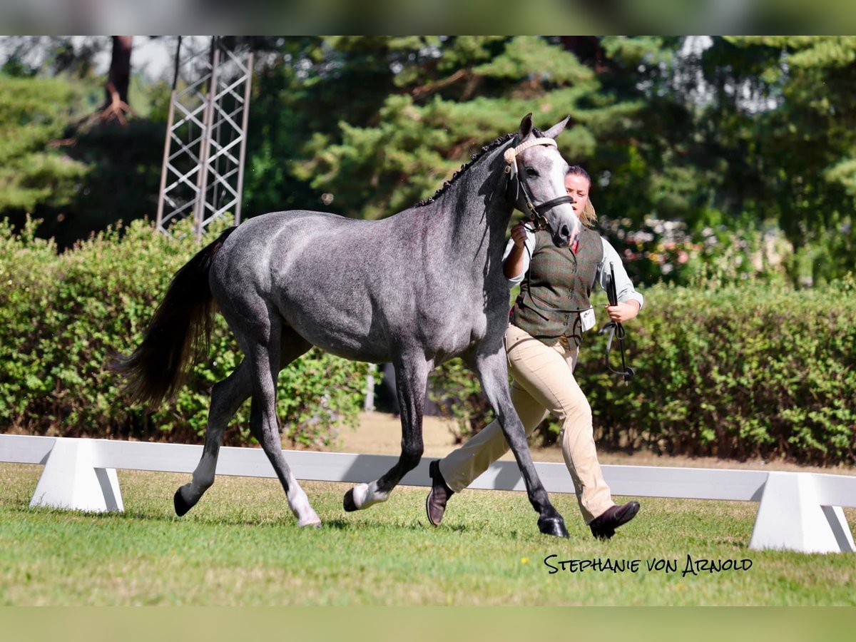 Welsh-PB Jument 4 Ans 145 cm Gris in Björkvik