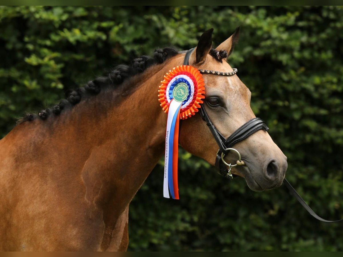 Welsh-PB Jument 5 Ans 137 cm Buckskin in Heemskerk