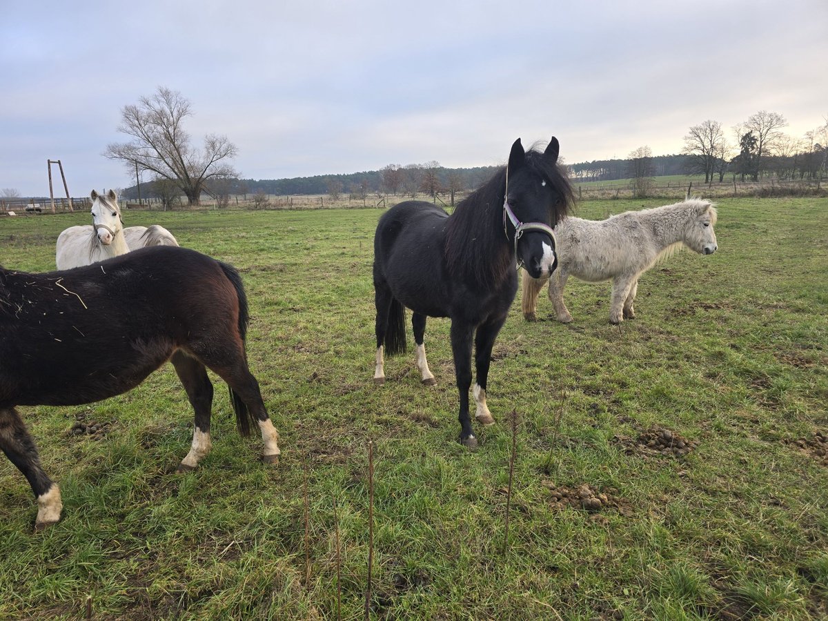 Welsh-PB Mix Merrie 10 Jaar 132 cm Zwart in Cröchern