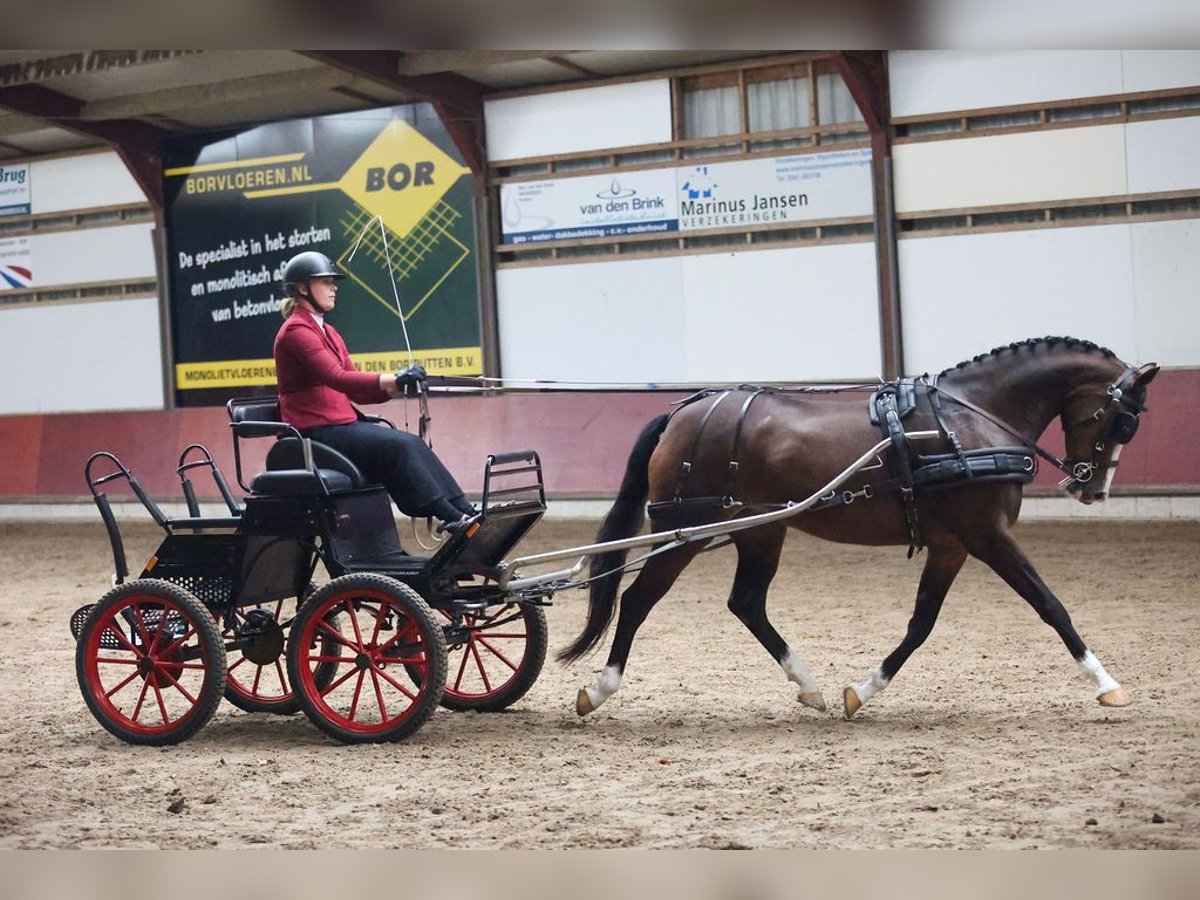 Welsh-PB Merrie 12 Jaar 150 cm Bruin in Wapserveen