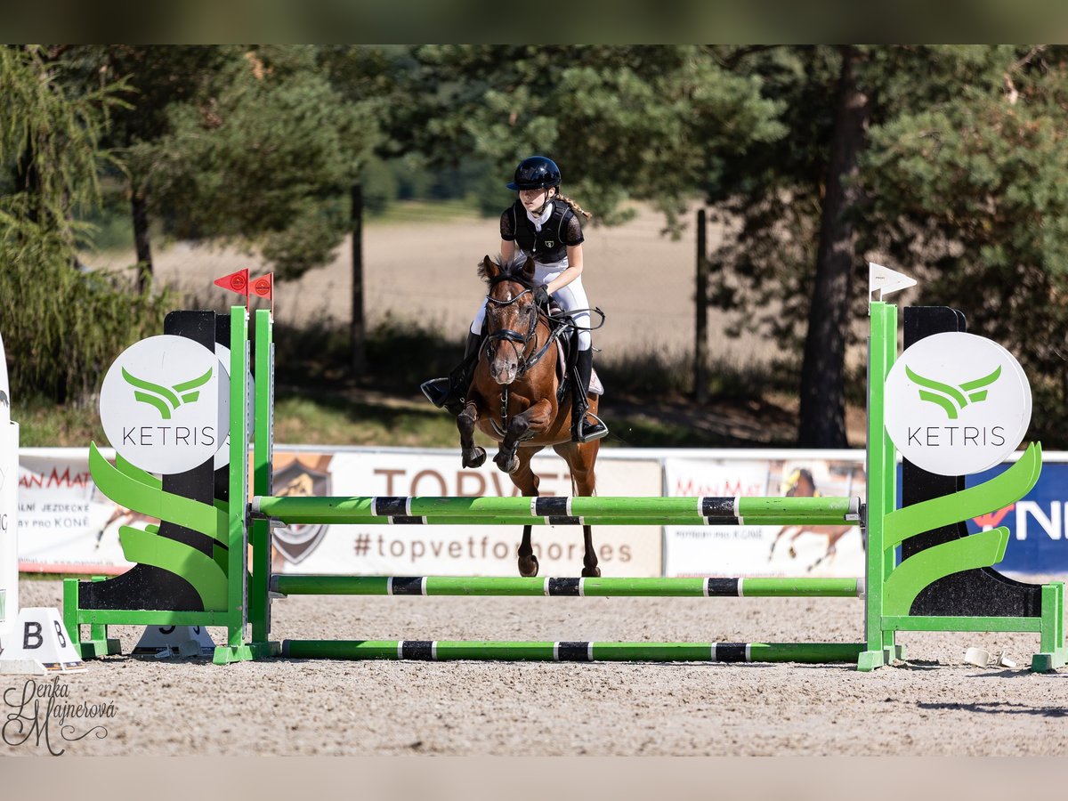 Welsh-PB Merrie 15 Jaar 138 cm Bruin in Pilsen