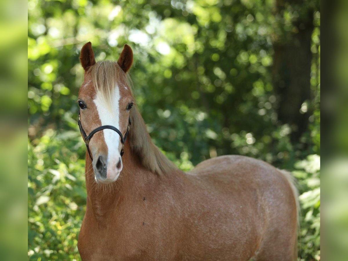Welsh-PB Merrie 3 Jaar 122 cm Vos in Aalten