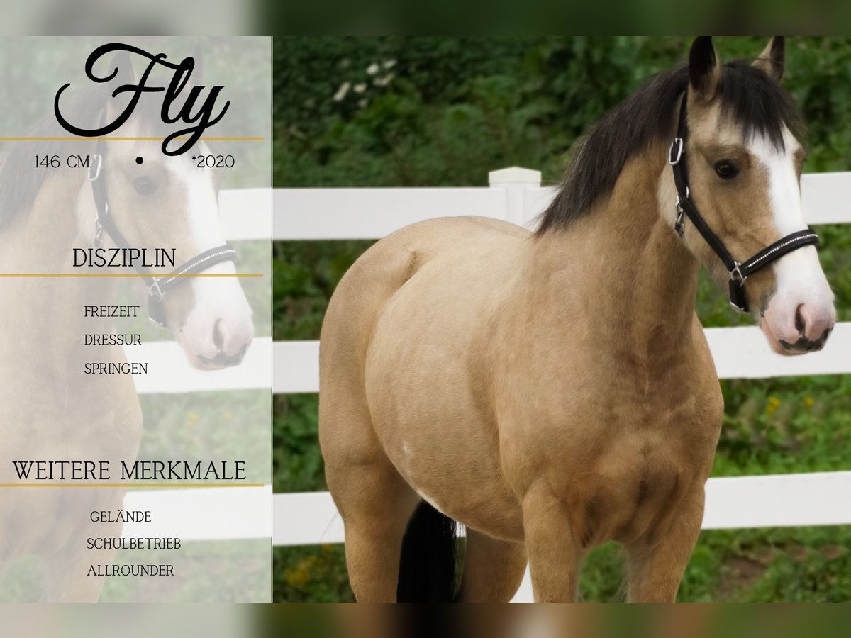 Welsh-PB Mix Merrie 4 Jaar 146 cm Buckskin in Nettersheim