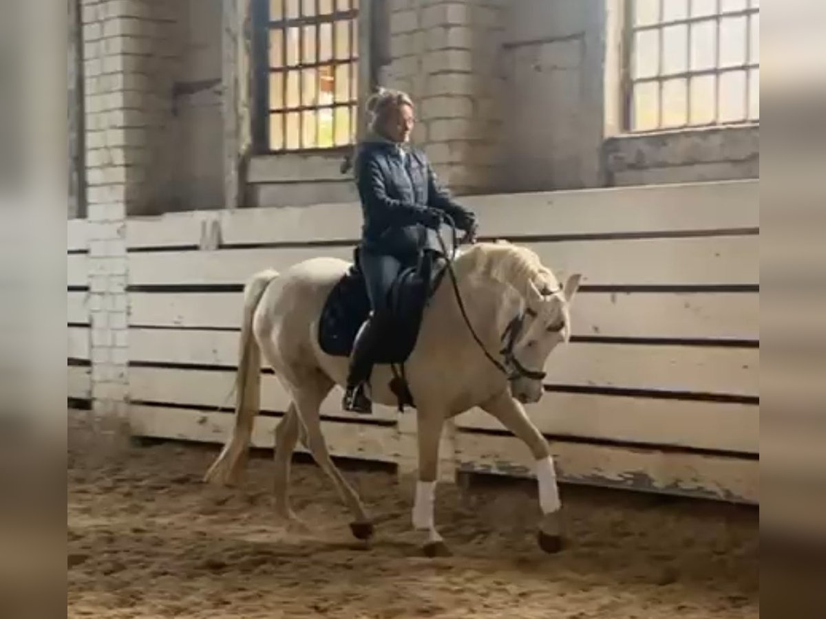 Welsh-PB Merrie 4 Jaar 148 cm Palomino in Schwalmstadt Welsh-PB Merrie 4 Jaar 148 cm Palomino in Schwalmstadt