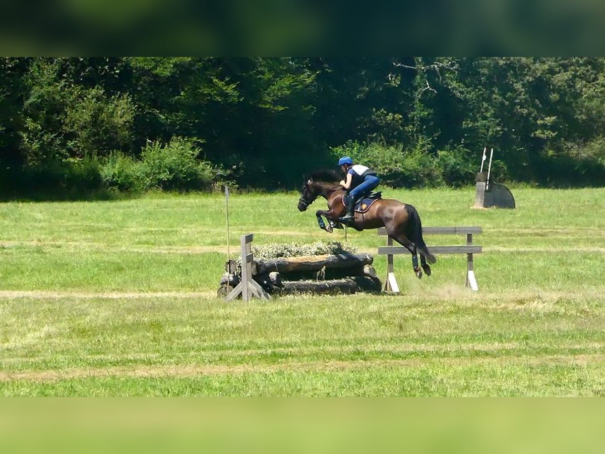 Welsh-PB Merrie 5 Jaar 152 cm Zwartbruin in Saint-Just-en-chevalet