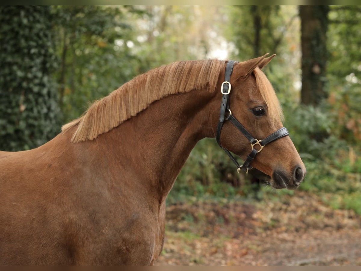 Welsh-PB Merrie 9 Jaar 135 cm Donkere-vos in Aalten