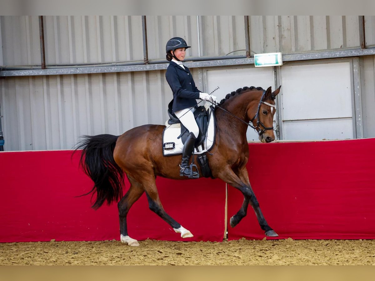 Welsh-PB Merrie 9 Jaar 147 cm Bruin in Tata