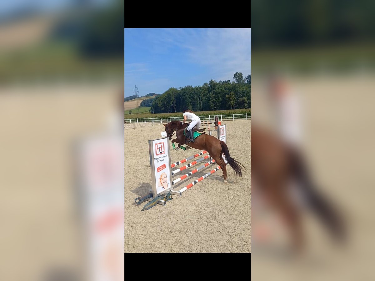 Welsh PB (Partbred) Gelding 12 years 15,1 hh Chestnut-Red in Gschwandt