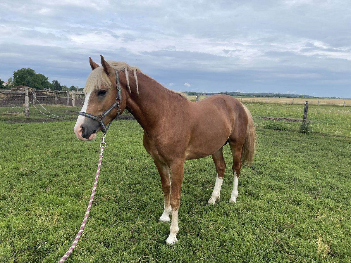 Welsh PB (Partbred) Gelding 2 years Chestnut in Lu&#x17E;ec nad Cidlinou
