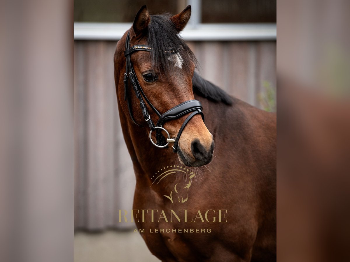 Welsh PB (Partbred) Gelding 5 years 14,2 hh Brown in F&#xFC;rth