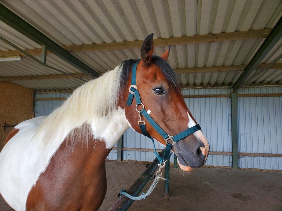 Welsh PB (Partbred) Mare 10 years 14,3 hh Pinto in Mölln/ Dreschvitz Rügen