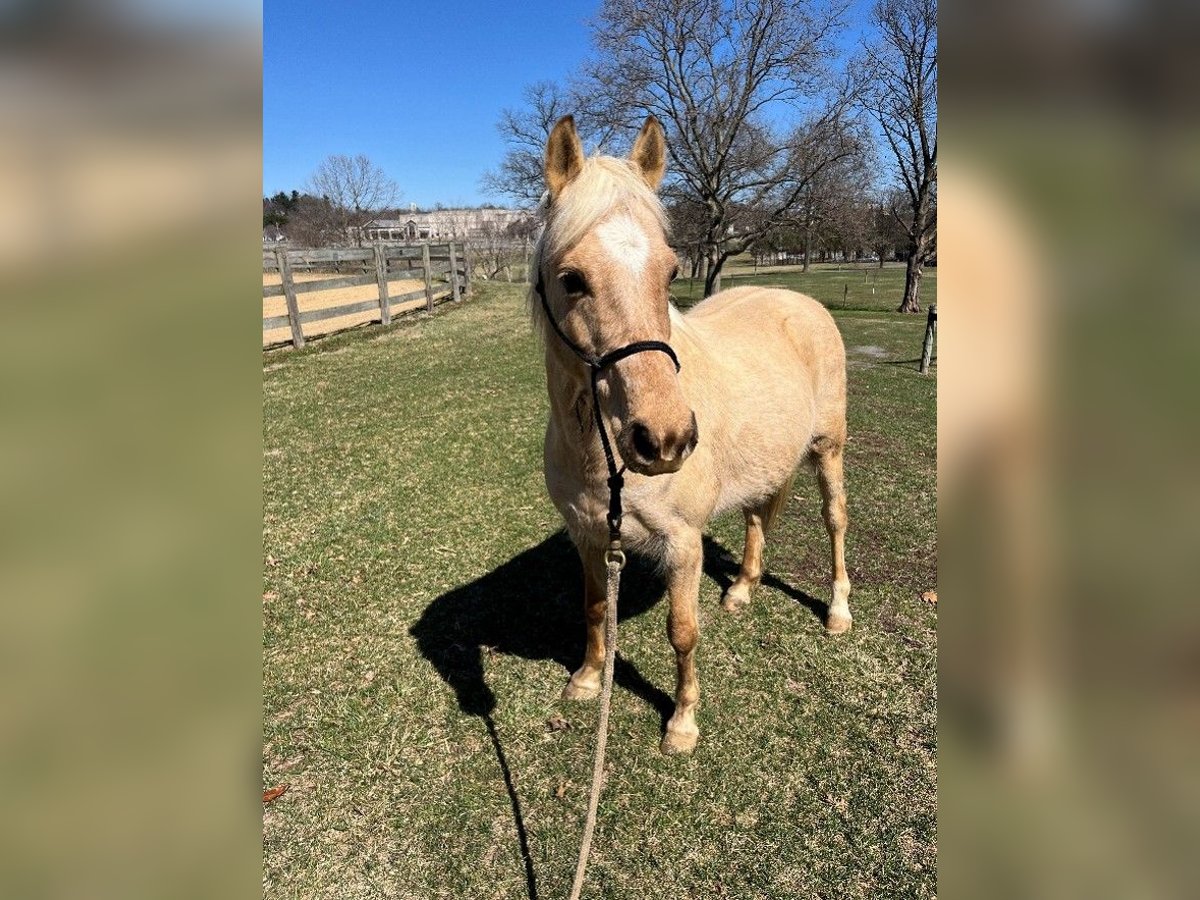 Welsh PB (Partbred) Mix Mare 11 years 13 hh Palomino in Lancaster Welsh PB (Partbred) Mix Mare 11 years 13 hh Palomino in Lancaster