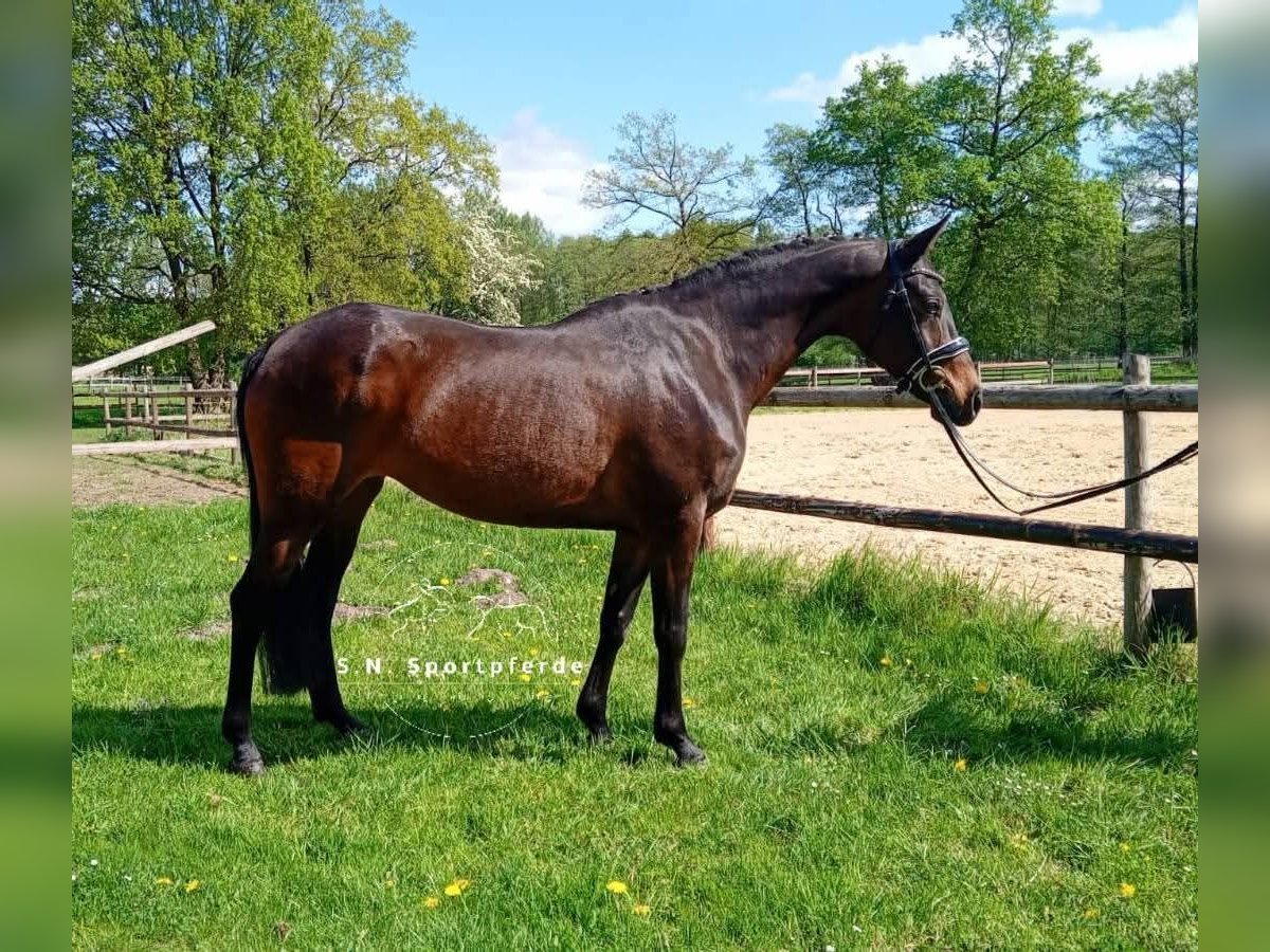 Welsh PB (Partbred) Mare 11 years 14,1 hh Brown in Regesbostel