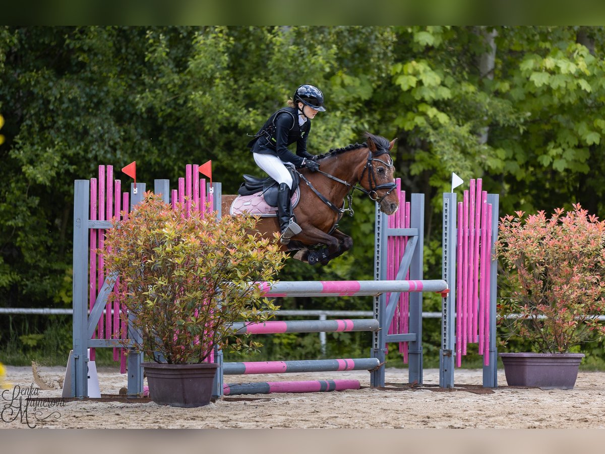 Welsh PB (Partbred) Mare 15 years 13,2 hh Bay in Pilsen