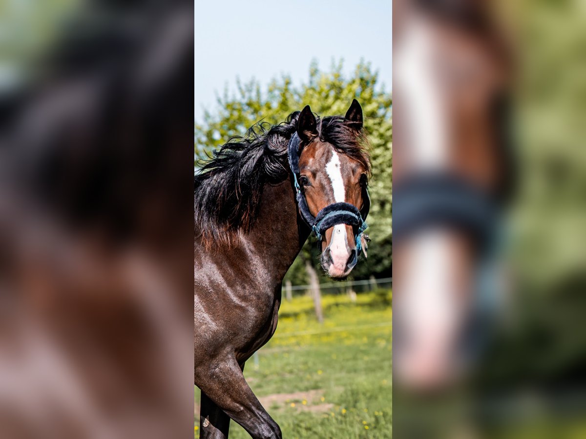 Welsh PB (Partbred) Mare 1 year 15,1 hh in FORMENTIN