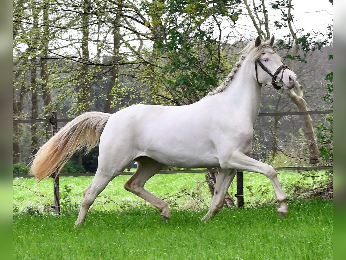 Welsh PB (Partbred) Mare 4 years 14,1 hh Perlino in Halsteren