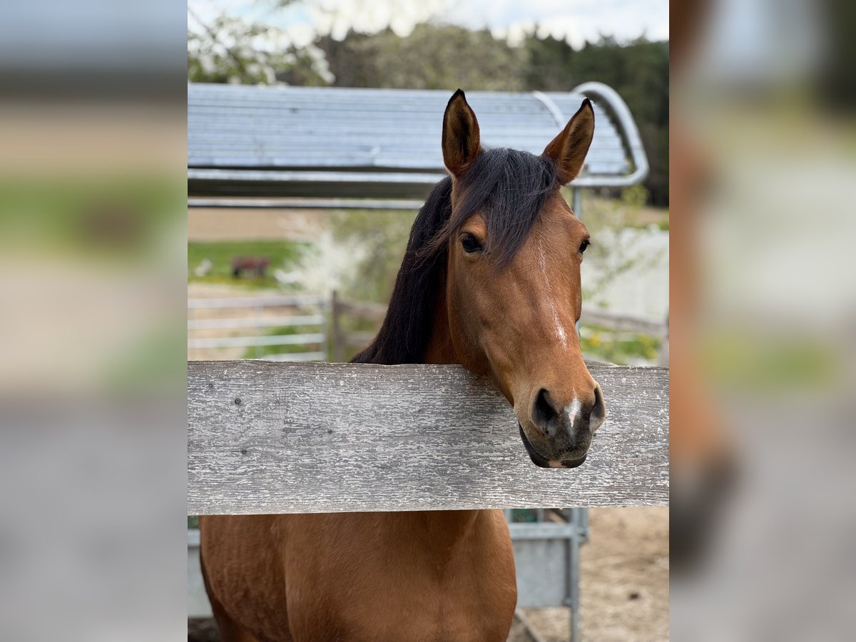 Welsh PB (Partbred) Mix Mare 8 years 15,1 hh Brown in Lasberh