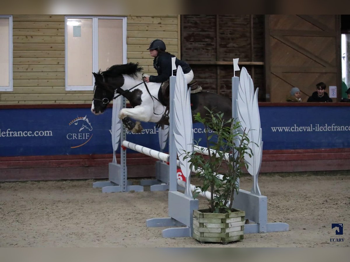 Welsh PB (Partbred) Stallion 15 years 13,2 hh Tobiano-all-colors in LA GENETOUZE