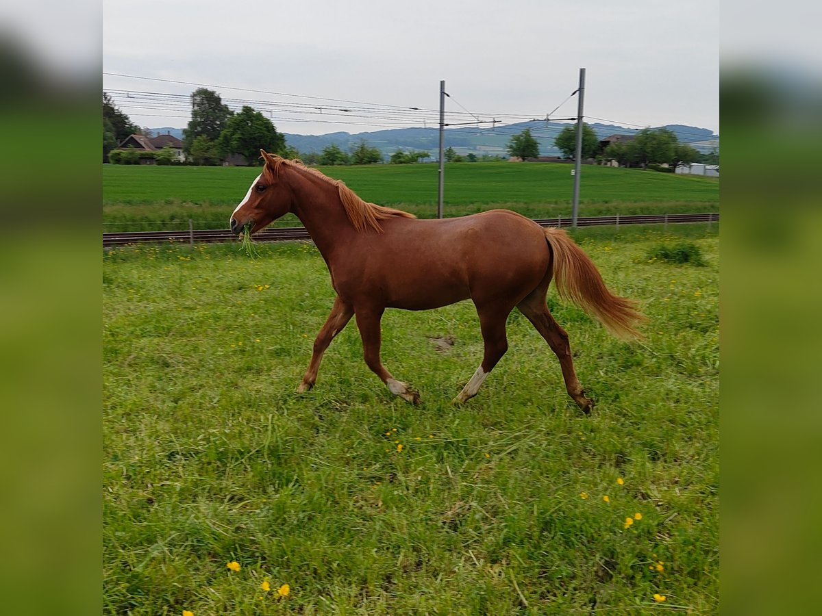 Welsh PB (Partbred) Stallion 1 year 13,1 hh Chestnut-Red in St. Erhard
