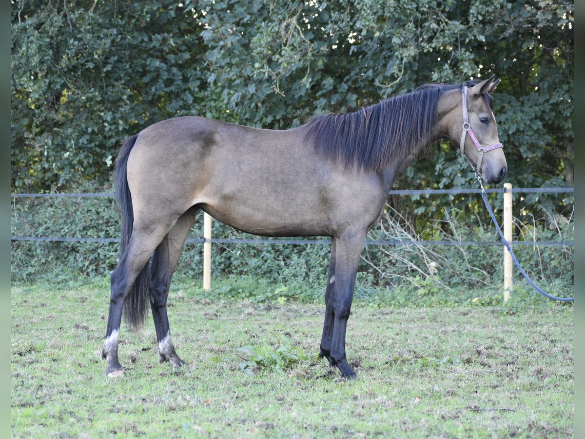 Welsh PB (Partbred) Stallion 1 year 13,2 hh Buckskin in Laar