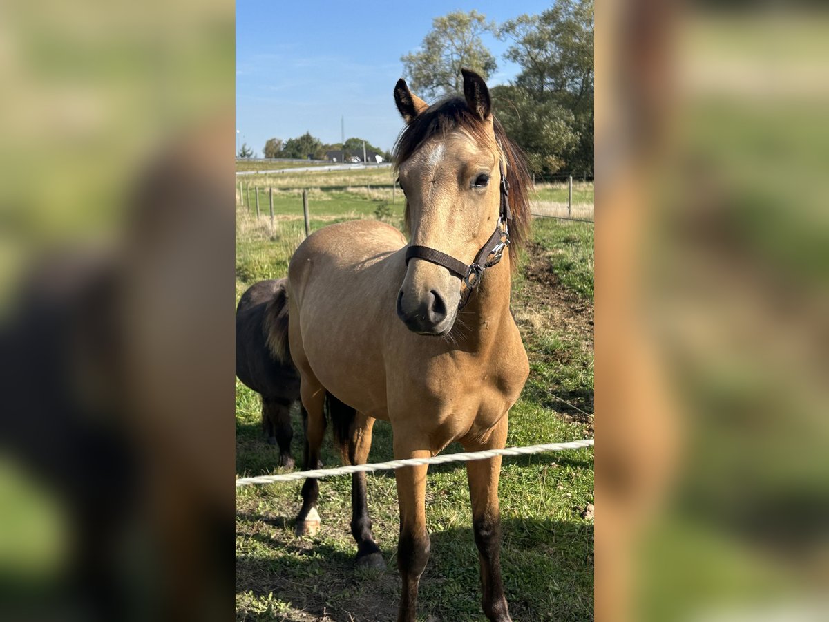 Welsh PB (Partbred) Stallion 1 year 14,1 hh Buckskin in Haslev Welsh PB (Partbred) Stallion 1 year 14,1 hh Buckskin in Haslev