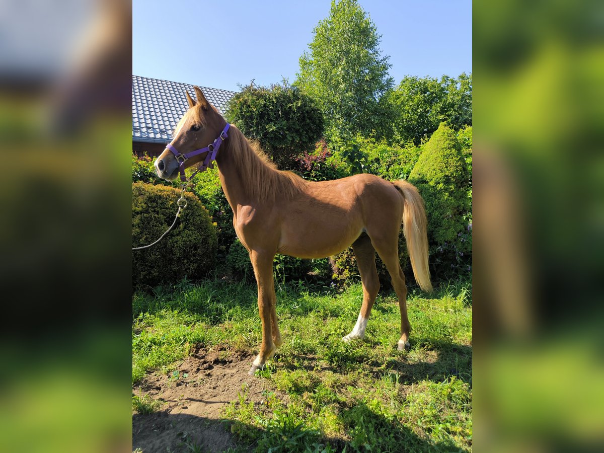 Welsh PB (Partbred) Mix Stallion 1 year Chestnut-Red in Zawada