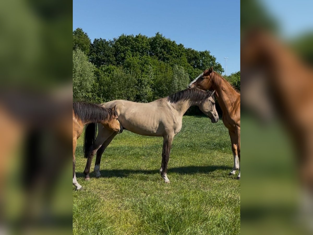 Welsh PB (Partbred) Stallion 2 years 14,1 hh Buckskin in Oirschot