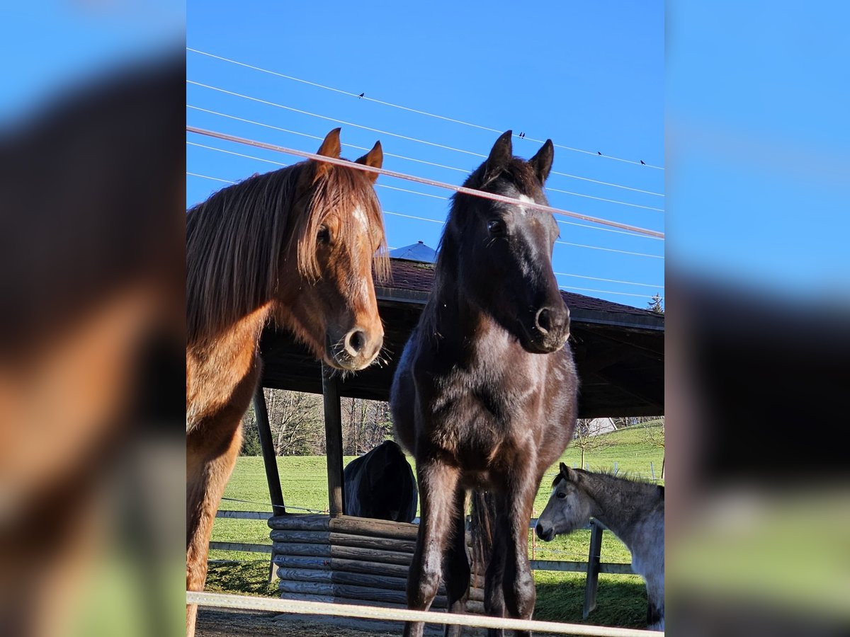Welsh PB (Partbred) Stallion 2 years Smoky-Black in Untereggen