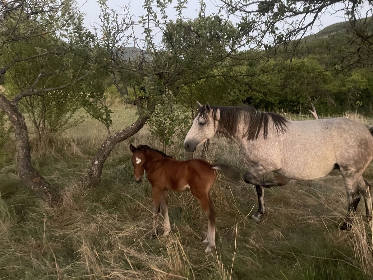 Welsh PB (Partbred) Stallion Foal (07/2025) 12,2 hh Brown-Light in Manteyer