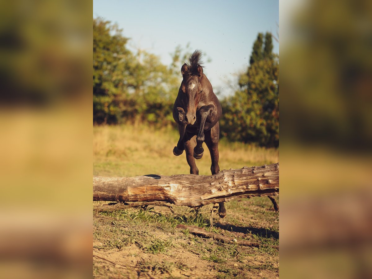 Welsh PB (Partbred) Stallion Foal (04/2025) 14,2 hh in Conroret