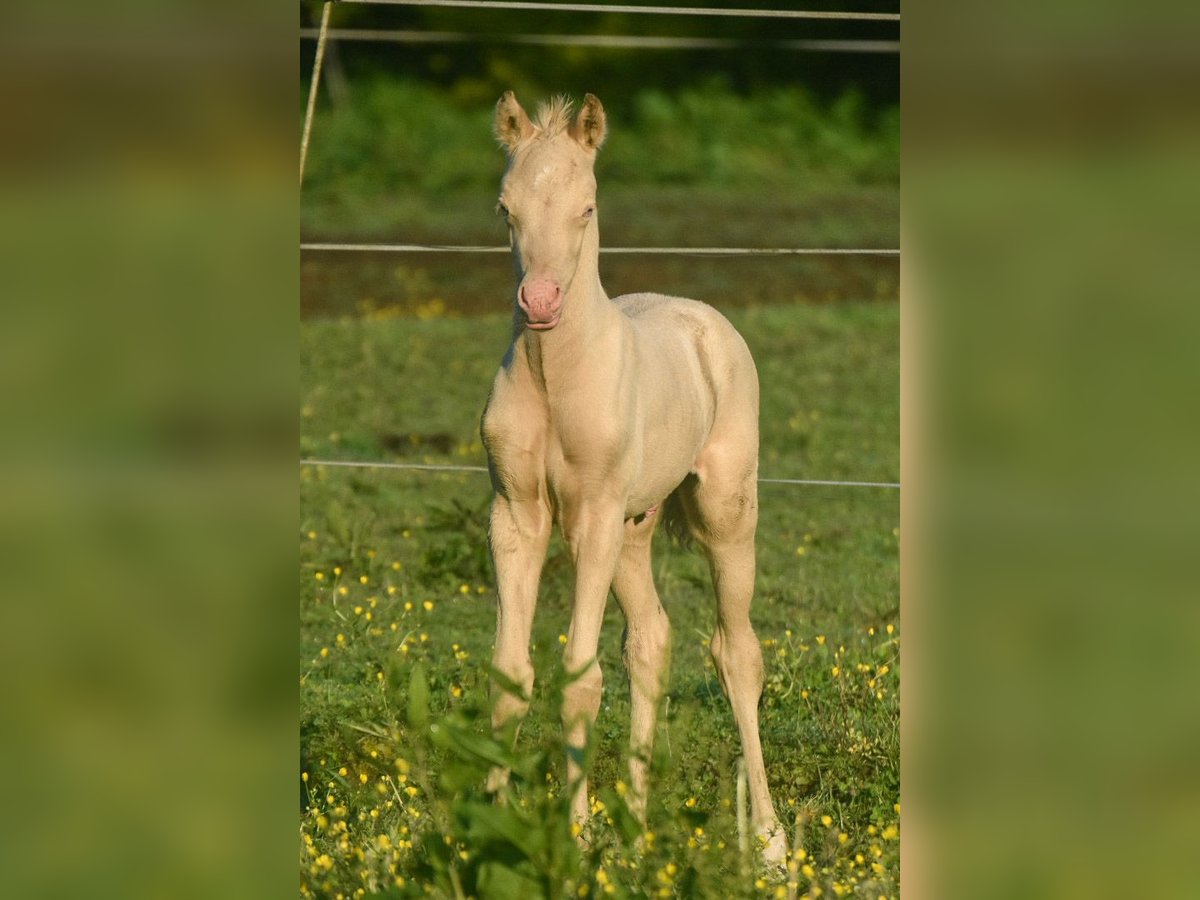 Welsh PB (Partbred) Stallion  Perlino in Cleguerec