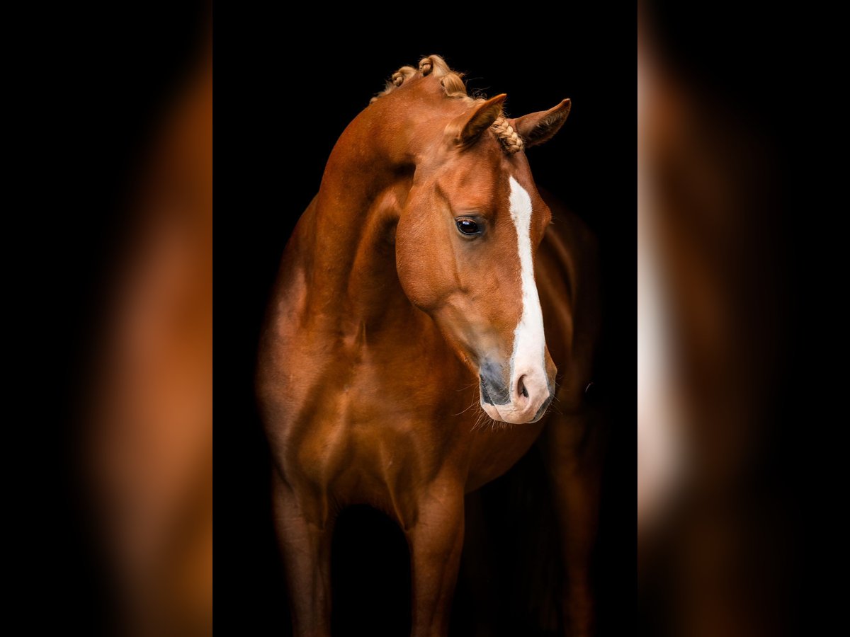 Welsh-PB Stallone 2 Anni 148 cm Sauro in Helden