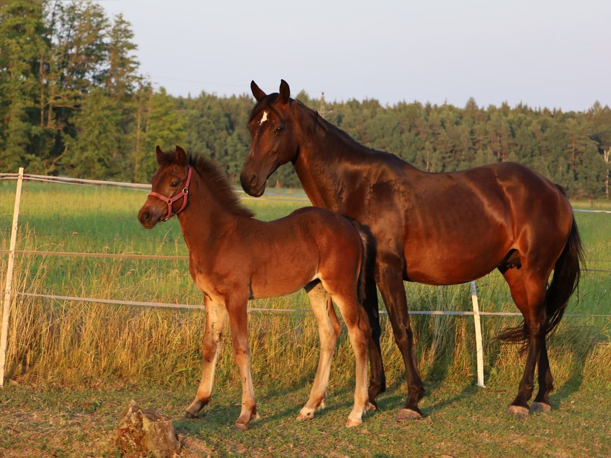 Welsh-PB Stallone Puledri (04/2024) 154 cm Baio scuro in Nepomuk