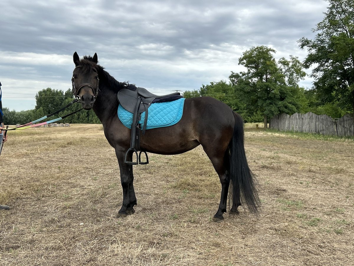 Welsh-PB Stute 12 Jahre 125 cm Rappe in B&#xE1;csalm&#xE1;s