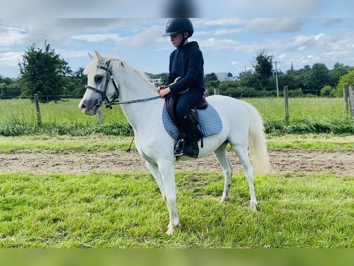 Welsh-PB Stute 13 Jahre 130 cm Schimmel in Sligo