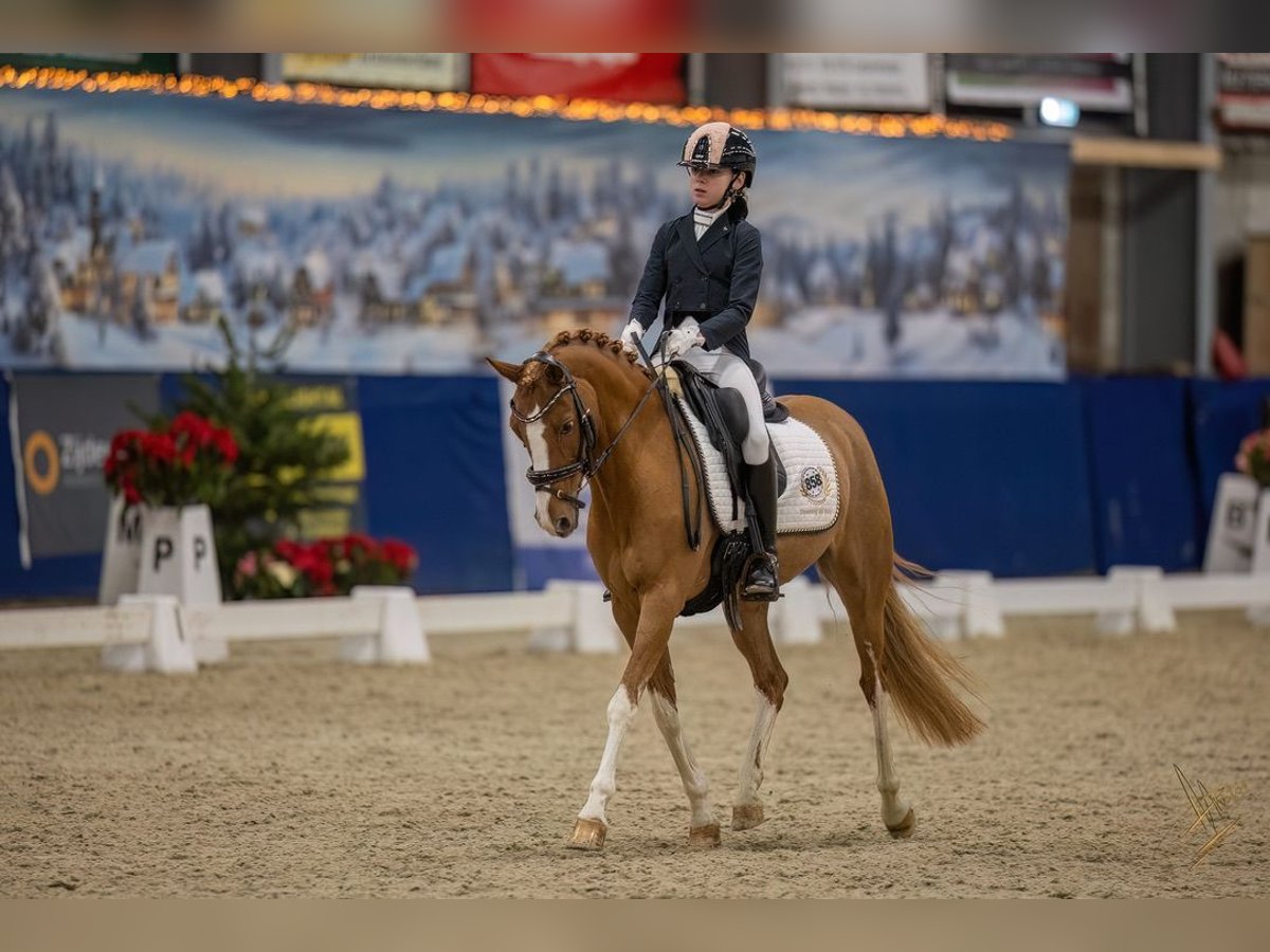 Welsh-PB Stute 13 Jahre 144 cm Fuchs in Oudkarspel