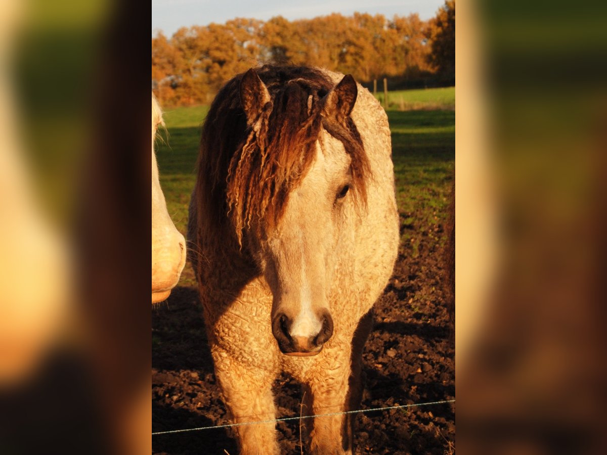 Welsh-PB Mix Stute 1 Jahr 160 cm Falbe in Ruinen
