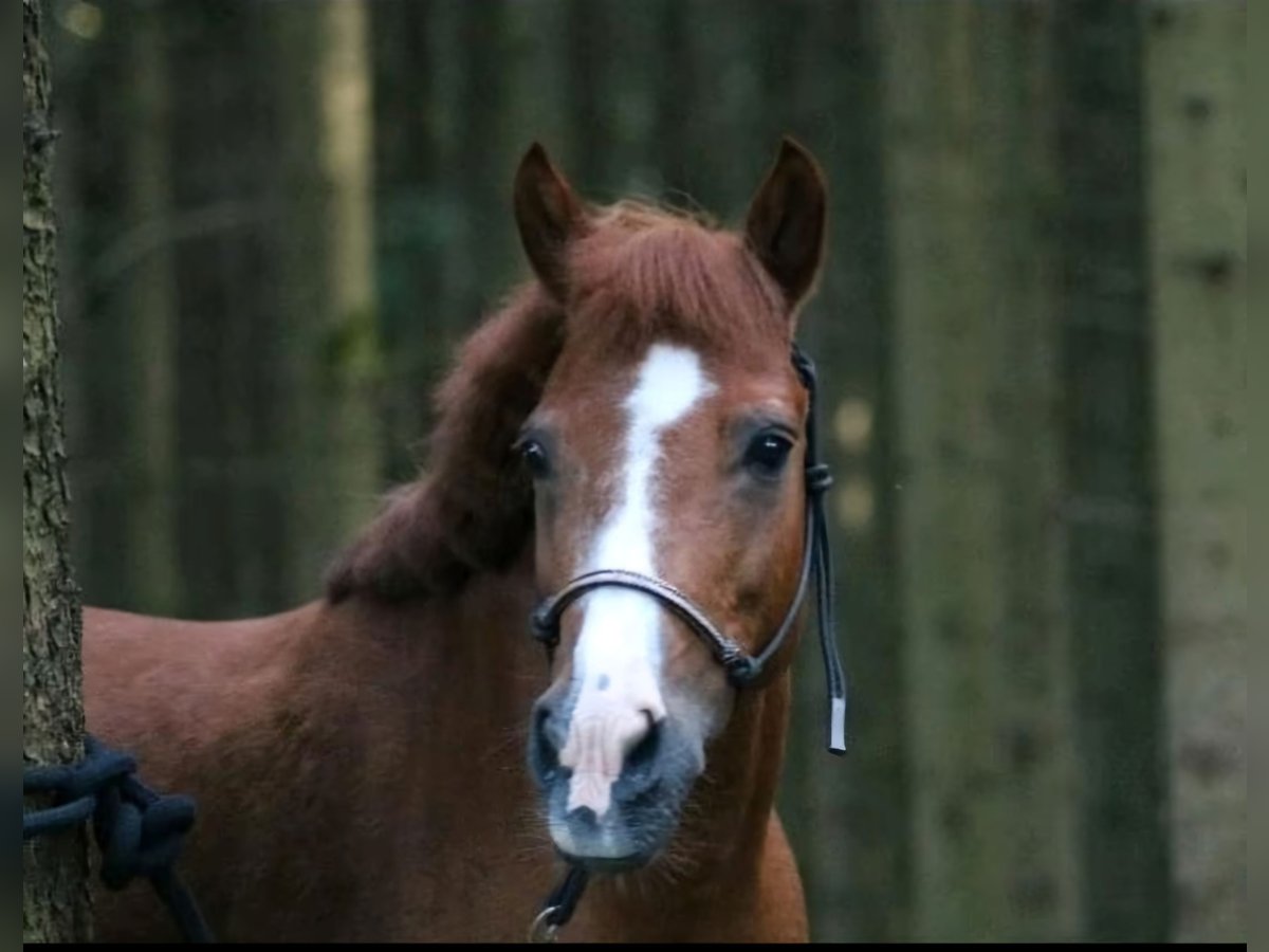 Welsh-PB Mix Stute 23 Jahre 115 cm Fuchs in Deisenhausen Welsh-PB Mix Stute 23 Jahre 115 cm Fuchs in Deisenhausen